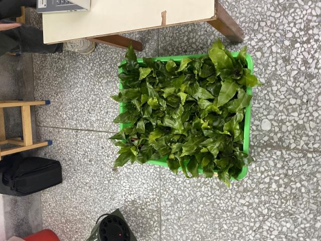 114.6.3壽豐鄉原住民文物館教育推廣活動-【野菜文化體驗課程】圖片9221