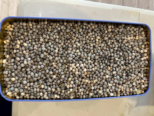 布農族傳統植物串珠課程圖片10403