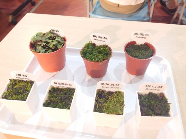 【家族時光機 -114年原住民族圖書展暨行銷活動書展活動】 《tatini’ 的植物課：跟著苔蘚兄妹，一起聽故事、認識自然》圖片11322