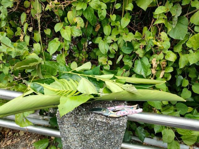 悠遊原博-食在山林圖片11376